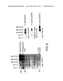 METHODS AND COMPOSITIONS FOR DETECTING AND QUANTIFYING sAPPbeta diagram and image