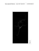 LIGHT-ACTIVATED ION CHANNEL MOLECULES AND USES THEREOF diagram and image