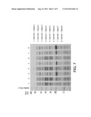 RECOMBINANT HOST CELLS HAVING AN INCREASE IN BUOYANT DENSITY diagram and image