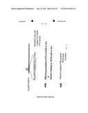 VECTORS FOR MOLECULE DELIVERY TO CD11b EXPRESSING CELLS diagram and image