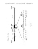 VECTORS FOR MOLECULE DELIVERY TO CD11b EXPRESSING CELLS diagram and image