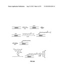 TRANSFECTION WITH MAGNETIC NANOPARTICLES AND ULTRASOUND diagram and image