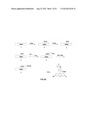 TRANSFECTION WITH MAGNETIC NANOPARTICLES AND ULTRASOUND diagram and image