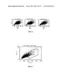 TRANSFECTION WITH MAGNETIC NANOPARTICLES AND ULTRASOUND diagram and image