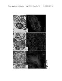 METHODS OF CULTURING CELLS IN A MEDIUM COMPRISING TRANSFORMING GROWTH     FACTOR BETA 1 AND BASIC FIBROBLAST GROWTH FACTOR diagram and image