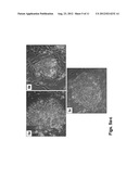 METHODS OF CULTURING CELLS IN A MEDIUM COMPRISING TRANSFORMING GROWTH     FACTOR BETA 1 AND BASIC FIBROBLAST GROWTH FACTOR diagram and image