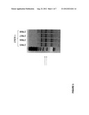 ZINC FINGER NUCLEASE MODIFICATION OF LEUCINE RICH REPEAT KINASE 2 (LRRK2)     MUTANT FIBROBLASTS AND IPSCS diagram and image