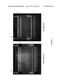 ZINC FINGER NUCLEASE MODIFICATION OF LEUCINE RICH REPEAT KINASE 2 (LRRK2)     MUTANT FIBROBLASTS AND IPSCS diagram and image