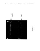 ZINC FINGER NUCLEASE MODIFICATION OF LEUCINE RICH REPEAT KINASE 2 (LRRK2)     MUTANT FIBROBLASTS AND IPSCS diagram and image