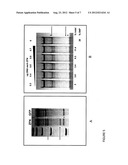 ZINC FINGER NUCLEASE MODIFICATION OF LEUCINE RICH REPEAT KINASE 2 (LRRK2)     MUTANT FIBROBLASTS AND IPSCS diagram and image