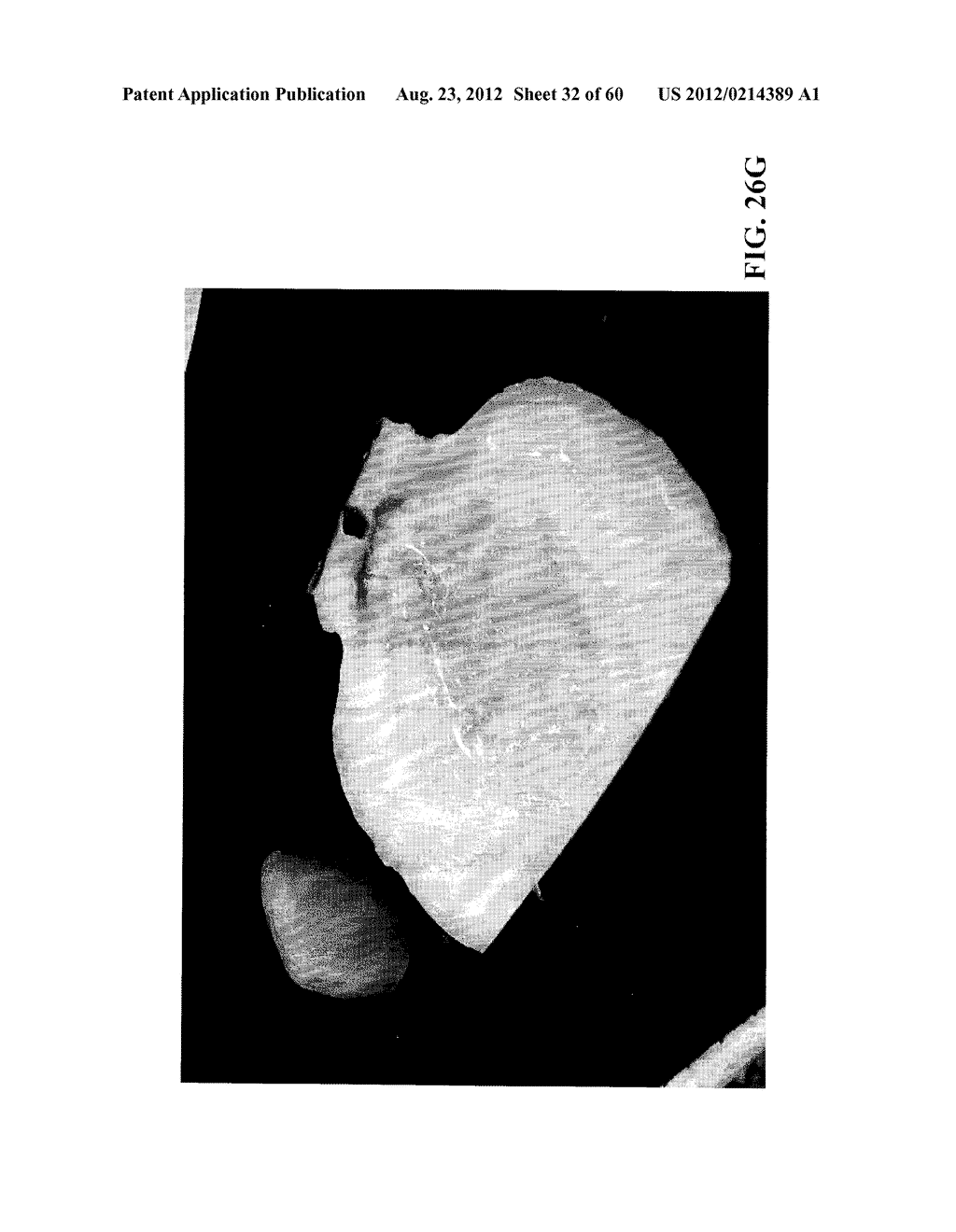 MOLLUSC PROCESSING APPARATUS AND RELATED METHODS - diagram, schematic, and image 33