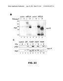 COMPOSITIONS AND METHODS FOR MODULATING LYMPHOCYTE ACTIVITY diagram and image