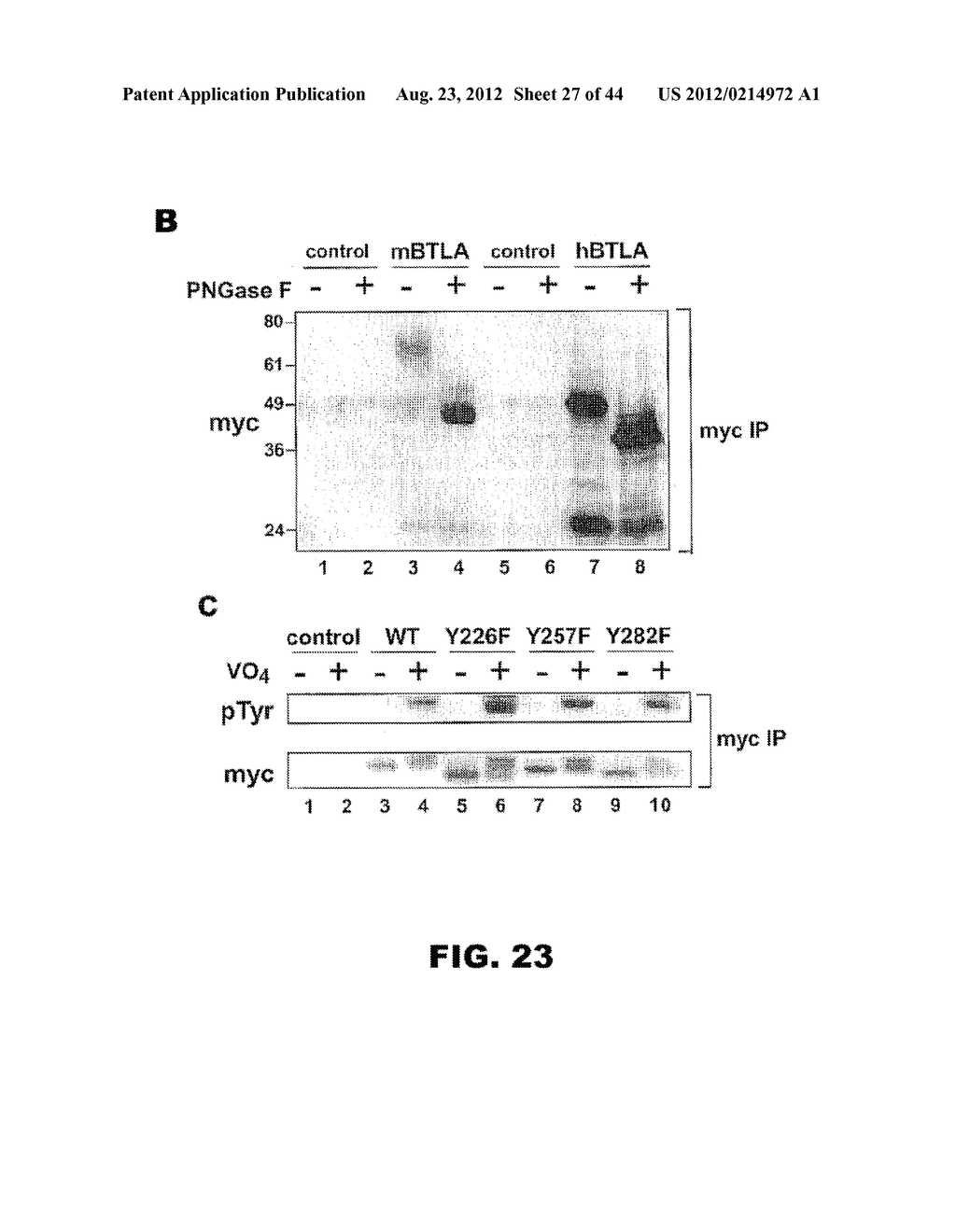 COMPOSITIONS AND METHODS FOR MODULATING LYMPHOCYTE ACTIVITY - diagram, schematic, and image 28