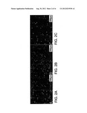 COMPOSITIONS AND METHODS OF GENERATING REPROGRAMMED ADIPOCYTE CELLS AND     METHODS OF USE THEREFORE diagram and image