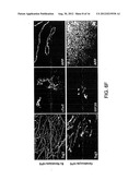 COMPOSITIONS AND METHODS OF GENERATING REPROGRAMMED ADIPOCYTE CELLS AND     METHODS OF USE THEREFORE diagram and image