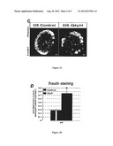 METHODS AND PHARMACEUTICAL COMPOSITIONS FOR THE TREATMENT OF DISORDERS OF     GLUCOSE HOMEOSTASIS diagram and image