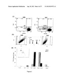 Spheroidal Aggregates of Mesenchymal Stem Cells diagram and image