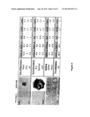 Spheroidal Aggregates of Mesenchymal Stem Cells diagram and image