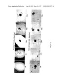 Spheroidal Aggregates of Mesenchymal Stem Cells diagram and image