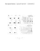 Spheroidal Aggregates of Mesenchymal Stem Cells diagram and image