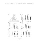 Spheroidal Aggregates of Mesenchymal Stem Cells diagram and image