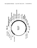 NUCLEIC ACID SEQUENCES ENCODING EXPANDABLE HIV MOSAIC PROTEINS diagram and image