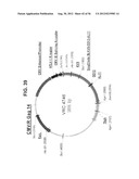 NUCLEIC ACID SEQUENCES ENCODING EXPANDABLE HIV MOSAIC PROTEINS diagram and image