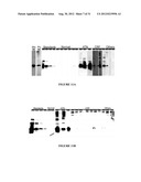 NGAL FOR DIAGNOSIS OF RENAL CONDITIONS diagram and image