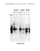 NGAL FOR DIAGNOSIS OF RENAL CONDITIONS diagram and image