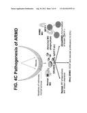 METHODS FOR MODULATING MACROPHAGE PROLIFERATION IN OCULAR DISEASE USING     POLYAMINE ANALOGS diagram and image