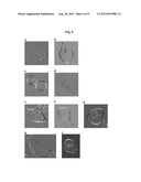  METHOD FOR OBTAINING STRUCTURAL AND FUNCTIONAL INFORMATION ON PROTEINS,     BASED ON POLARIZATION FLUORESCENCE MICROSCOPY, AND A DEVICE IMPLEMENTING     SAID METHOD diagram and image