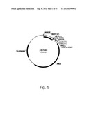 Microorganisms for C4-Dicarboxylic Acid Production diagram and image