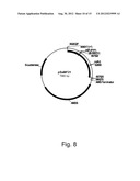 Microorganisms for C4-Dicarboxylic Acid Production diagram and image