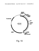 Microorganisms for C4-Dicarboxylic Acid Production diagram and image