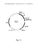 Microorganisms for C4-Dicarboxylic Acid Production diagram and image