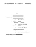 PHOTOSYNTHETIC HYDROGEN PRODUCTION FROM THE GREEN ALGA CHLAMYDOMONAS     REINHARDII diagram and image