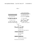 PHOTOSYNTHETIC HYDROGEN PRODUCTION FROM THE GREEN ALGA CHLAMYDOMONAS     REINHARDII diagram and image