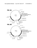 PHOTOSYNTHETIC HYDROGEN PRODUCTION FROM THE GREEN ALGA CHLAMYDOMONAS     REINHARDII diagram and image