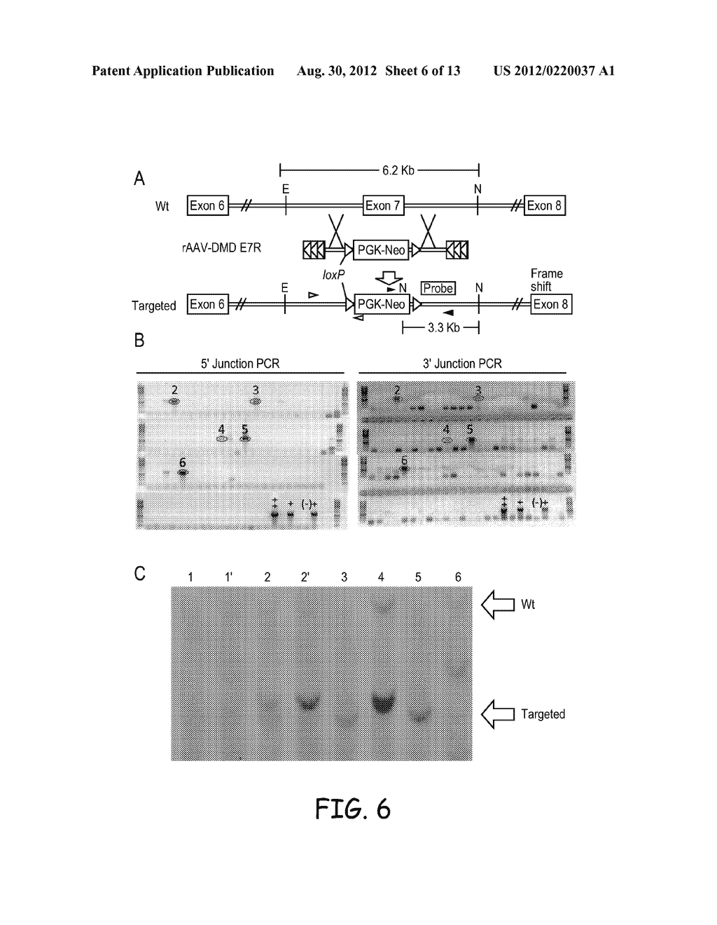 METHODS AND MATERIALS FOR PRODUCING TRANSGENIC ARTIODACTYLS - diagram, schematic, and image 07