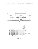 METHODS AND MATERIALS FOR PRODUCING TRANSGENIC ARTIODACTYLS diagram and image