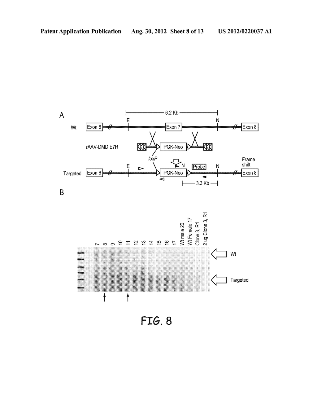 METHODS AND MATERIALS FOR PRODUCING TRANSGENIC ARTIODACTYLS - diagram, schematic, and image 09