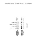 Combretastatins for Prevention of Posterior Capsule Opacification diagram and image