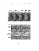 Methods and Compositions for Improved Deliver, Expression or Activity of     RNA Interference Agents diagram and image