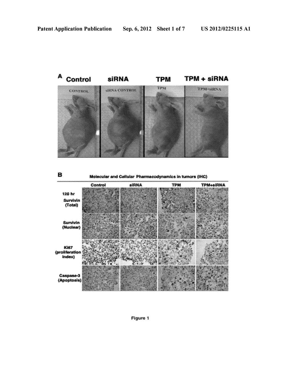 Methods and Compositions for Improved Deliver, Expression or Activity of     RNA Interference Agents - diagram, schematic, and image 02