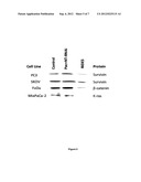 Methods and Compositions for Improved Deliver, Expression or Activity of     RNA Interference Agents diagram and image