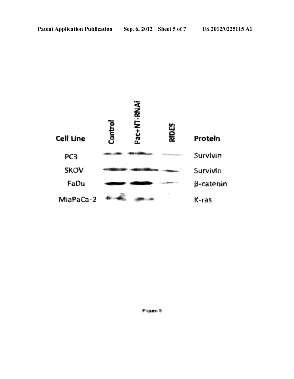 Methods and Compositions for Improved Deliver, Expression or Activity of     RNA Interference Agents - diagram, schematic, and image 06
