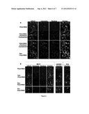 Methods and Compositions for Improved Deliver, Expression or Activity of     RNA Interference Agents diagram and image