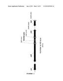 SYNTHETIC OPERON diagram and image