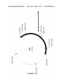 SYNTHETIC OPERON diagram and image