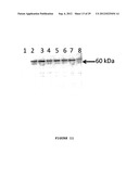 SYNTHETIC OPERON diagram and image